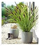 BALDUR Garten Schwarzes Lampenputzergras, 1 Pflanze, Ziergras, winterharte Staude, trockenresistent, mehrjährig, blühend, Pennisetum alopecuroides VAR. viridescens, Federborsteng
