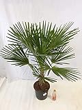 [Palmenlager] - Winterharte Palme -Trachycarpus fortunei- 130 cm - Stamm 20 cm/Chinesische Hanfpalme - 17°C