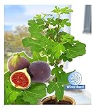 BALDUR Garten Frucht-Feige Rouge de Bordeaux groß, 1 Pflanze, Ficus carica Feigenbaum winterhart (bis Minus 15 °), pflegeleicht, für Standort in der Sonne geeignet