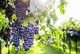 Weintraube Regent Vitis Weinrebe Weintrauben Wein knackig süß blau 60-100 cm im 2 Liter Topf