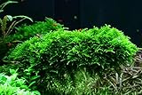 Tropica Aquarium Pflanze Moos Vesicularia dubyana 'Christmas Nr.003ATC in Vitro 1-2 Grow Wasserpflanzen Aquarium Aquariumpflanzen