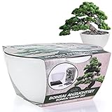 NADIR Bonsai Set Anzuchtset Bonsai Starter Kit Bonsai Tree Baum zum Verschenken Geburtstagsgeschenk-Bonsai Porzellan Schale aus Deutschland Samen + Keramik + Lavasteine + Erde + Broschüre (Pinie)