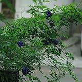 Schmetterlingserbse Samen, alte sorten saatgut Clitoria ternatea blüten Samen, wildblumensamen mehrjährig winterhart steingartenpflanzen winterhart pflanzen für draußen winterhart 350p