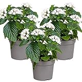 Sternpflanze Weiß | Kübelpflanze Begrenzungspflanze - Zimmerpflanze im Anzuchttopf ⌀13 cm - 20-25 cm
