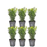 Plants by Frank | Buchsbaum Echte Pflanzen | 1 Meter Buchshecke | Buxbaum/Buxsbaum | 6 Heckenpflanzen immergrün winterhart schnellwachsend | Direkt aus der G