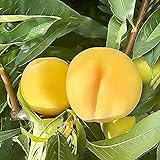 5 Stück Gelbe Attraktive Pfirsich Samen Zum Pflanzen In Balkonterrassenform Perfekte Gartenlandschaft Bringen Visuellen Genuss