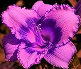 Taglilien Zwiebeln - Exquisite Schnittblumen/Zierpflanzen/Mach Leute GlüCklich/Einfache Pflege-5 Zwiebeln,B