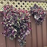 Dreimasterblume Samen, Zimmerpflanzen, pflanzensamen Tradescantia zebrina, balkonpflanzen grünpflanzen zimmerpflanzen pflanzen garten, bio samen herbstpflanzen winterhart deko 500p