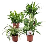 4er Set Luftreinigende Zimmerpflanzen | Vier Grünpflanzen | Höhe 25-30 cm | Topf-Ø 12 cm
