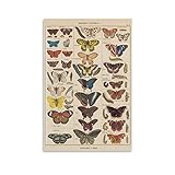 KFMD Vintage-Poster mit Schmetterlingen, Insekten, Schmetterling-Enzyklopädie auf Leinwand, Wandkunst, Deko, Poster, Innenbereich, Bar, Café, dekoratives Gemälde, 20 x 30 cm
