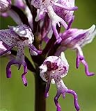 Italienisch Mann Orchidee 200PCS Exotische Pflanzen Orchis italica Samen Pyramid Affe Orchidee Hausgarten Bonsai Balkon DIY