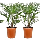Chamaerops 'Humilis' | Europäische Zwergpalme pro 2 Stück - Freilandpflanze im Aufzuchttopf cm21 cm - ↕70-80 cm