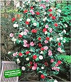 BALDUR Garten Winterharte Garten-Kamelie 'Tricolor', 1 Pflanze Camellia Japonica japanische Kamelie winterhart