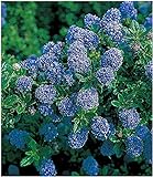 BALDUR Garten Immergrüne Säckelblume Blauer Ceanothus 'Blue Mound', 1 Pflanze Kalifornischer Flieder winterhart