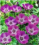 BALDUR-Garten Winterharte Geranie Jolly Jewel Lilac®, 1 Knolle Geranium