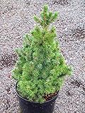 Picea glauca conica - Zuckerhutfichte