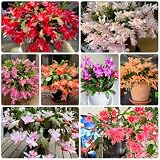 weihnachtskaktus samen - sukkulenten - seltene pflanzen, wohnzimmer deko bodendecker winterhart mehrjährig blumen balkon, blumenwiese samen sukkulenten echte pflanzen, schattenpflanzen 65p