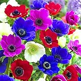 Gardeners Dream Anemonen Zwiebeln Coronaria 'De Caen' (1000 Stk.) - Buntes Anemonen Zwiebeln Winterhart Mix - Stauden Winterhart Mehrjährig - Ideale Balkon Pflanzen, Garten Pflanzen & Kübelp