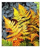 BALDUR Garten Winterharter Schmuck-Farn 'Golden Brilliant', 1 Pflanze, Dryopteris erythrosora Gartenfarn, winterharte Staude, mehrjährig, pflegeleicht, für Standort im Schatten geeignet