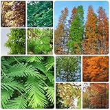 Wassertanne samen garden seltene, baumsamen pflanzen für sonnige plätze pflanzensamen, Kaufen schattenpflanzen wasserpflanzen steingartenpflanzen gartenpflanzen Heilpflanzen stauden 300p