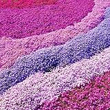 Gardeners Dream Phlox Mix 4 Stauden Set Rosa, Lila, Blau in 9 cm Töpfen - Bodendecker Winterhart Mehrjährig - Blühende Garten Pflanzen, Steingarten Pflanzen, Beetpflanzen, Kübelpflanzen, usw