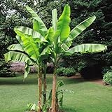 Bananenbaum Musa Basjoo - 4 bäume