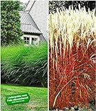BALDUR Garten Hohe Ziergräser-Kollektion, 4 Pflanzen Chinaschilf Eulalia 3 Pflanzen und Ziergras Indian Summer 1 Pflanze