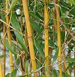 Goldener Peking Bambus 100-125cm - Phyllostachys aureocaulis