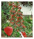 BALDUR Garten Kletter-Erdbeere 'Hummi®', 3 Pflanzen, Fragaria Erdbeerpflanze, schnellwachsende und rankende Klettererdbeeren, selbstfruchtend, winterhart, blühend, Fragaria x