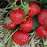 Kölle Erdbeere Hummi® 'Gento', 3er-Set, zweimaltragend, 12 cm Topf