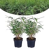 Happy Plants Bambus Pflanze Fargesia I Winterhart & nicht wuchernd, Bambuspflanze-Winterhart, Heckenpflanze Kübelpflanze Gartenpflanze, echter Bambus frisch aus dem Garten… (2 Stück)