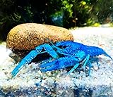 Garnelenglück - Blaue Floridakrebse - Procambarus alleni - Verschiedene Größen (9-12 cm)