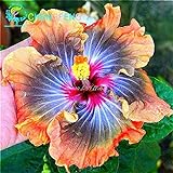 100 Riesen-Hibiskus-Blumensamen Indoor-Mix Farbe Seed DIY Hausgarten Topf oder Hof Blumenpflanze Staude Topf