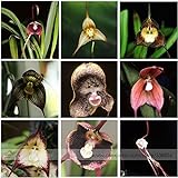 100 Samen mit 9 Sorten Affengesicht Orchidee Dracula Simia Selten Monkey Face Gemischt Rar Selten