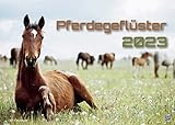 Pferdegeflüster - Der Pferdekalender - 2023 - Kalender DIN A2: Der Wandkalender mit den schönsten Pferde-Motiven!