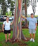 Swansgreen 200Pcs / Bag Rare Rainbow Eucalyptus Deglupta, Showy Tropical Tree, Tree Seeds For Garden Planting Baby And Lover Like