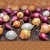 FLORTUS – Wintersteckzwiebeln Disco Mix 250 g – Steckzwiebeln winterhart in Gelb, Rot & Weiß – Zwiebeln in hoher Qualität pflanzen – Mild scharfe Winterzwiebeln – Steckzwiebelgröße 14-21