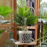 Livistona rotundifolia | Fächerpalme | Luftreinigende Zimmerpflanzen | Zimmerpalme klein | Höhe 35-40 cm | Topf-Ø 12 cm
