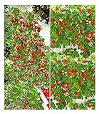 BALDUR Garten Erdbeer-Kollektion Hummi®, 4 Pflanzen je 2 Pflanzen der original Klettererdbeere und Hängeerdbeere,schnellwachsende Klettererdbeeren, selbstfruchtend, winterhart, Fragaria x ananassa