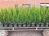 Edel Thuja Smaragd immergrüner Lebensbaum Heckenpflanze Zypresse im Topf gewachsen 100-120cm (1 Stück)