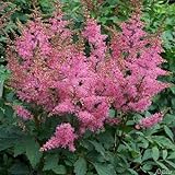 Rosa Prachtspiere (Astilbe arendsii 'Astary Pink') - 1 Pflanze