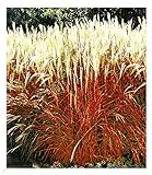 BALDUR Garten Ziergras 'Indian Summer' Chinagras, 1 Pflanze, Chinaschilf, Miscanthus purpurascens, winterharte Staude, mehrjährig, pflegeleicht, blühend