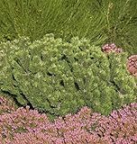 Krummholz Kiefer 25-30cm - Pinus mugo mughus
