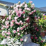 kletterrosen samen, rosenbaum samen, bonsai topf，garten pflanzen bonsai samen，kübelpflanzen winterharte kübelpflanzen，schnell wachsender blumen garten，pflanzen für sonnige plätze 200p