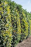 Kirschlorbeer Heckenpflanze | Ideal auch als Hecke winterhart | Prunus lusitanica Angustifolia | Lieferhöhe: 60-80cm | 80x Stück auf Palette - 27m Länge