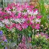 Nerine Zwiebeln Kollektion - 10 Blumenzwiebeln in Großformat 12/14 - Exklusive Blumenzwiebeln Mischung - Echte mehrjährig Pflanzen aus Holland - Amaryllis knollen (keine Samen, nicht künstlich)