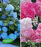 BALDUR Garten Winterhart Hortensien-Sortiment Hydrangea blau und rosa, 2 Pflanzen Freiland-Hortensie 'Vanille Fraise® und Bauern-Hortensie 'Générale Vicomtesse de Vibraye®'