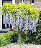 BALDUR Garten Blauregen auf Stamm winterhartes Stämmchen, 1 Pflanze Wisteria sinensis Glycinie Zierstämmchen