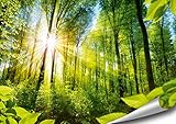 ARTBAY Wald Poster XXL - 118,8 x 84 cm | EIN von Sonne durchfluteter, Zauberhafter Wald | Natur Poster | Premium Q