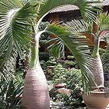 Haloppe 100 Stücke Palme Pflanzen Samen für Hausgarten Pflanzen, Flaschenform Palme Samen Bonsai Garten Tropische Zierpflanze Palmensamen